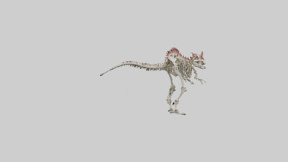 3D model Carnotaurus Skeleton model VR / AR / low-poly