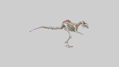 3D model Carnotaurus Skeleton model VR / AR / low-poly
