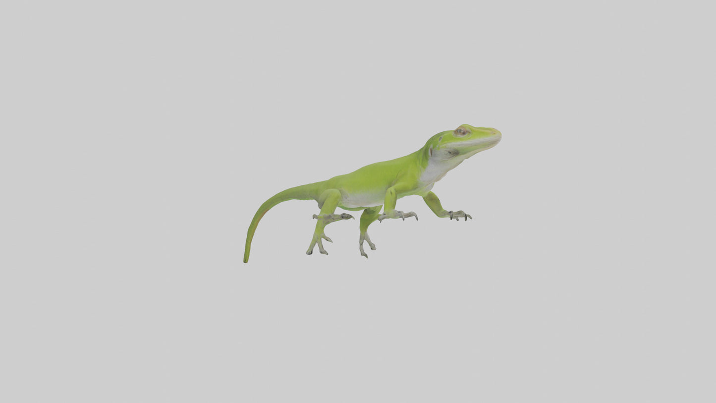 Carolina Anole climbing model VR / AR / low-poly