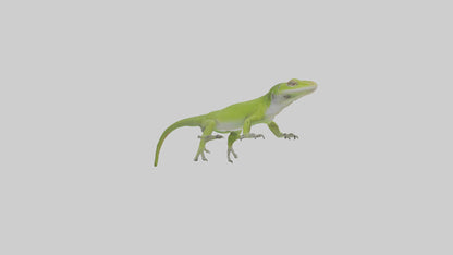 Carolina Anole climbing model VR / AR / low-poly