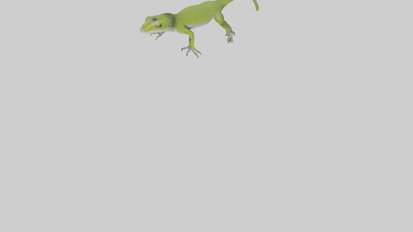 Carolina Anole climbing model VR / AR / low-poly