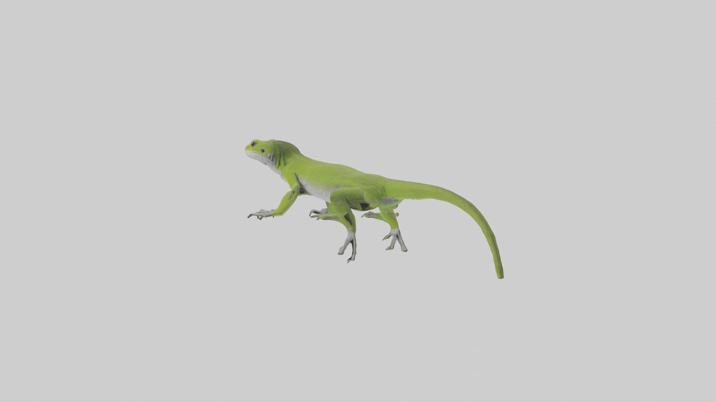 Carolina Anole climbing model VR / AR / low-poly