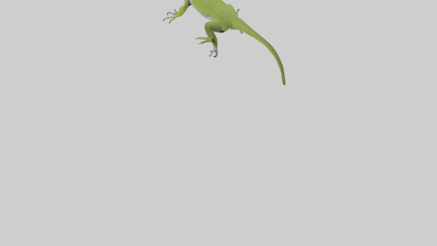Carolina Anole climbing model VR / AR / low-poly