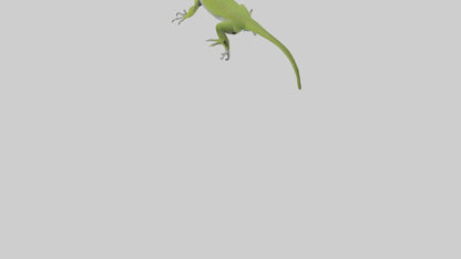 Carolina Anole climbing model VR / AR / low-poly