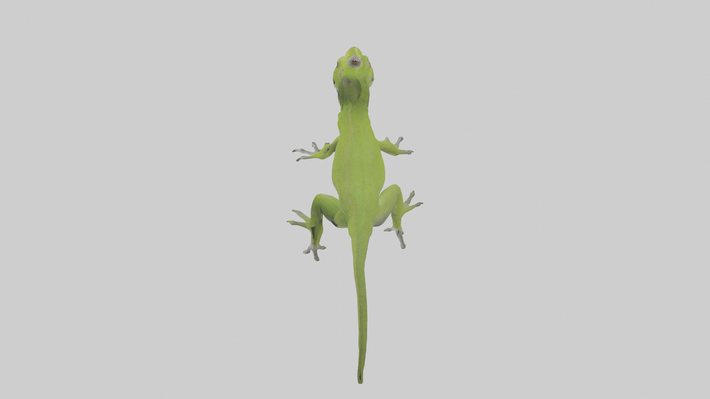 Carolina Anole climbing model VR / AR / low-poly