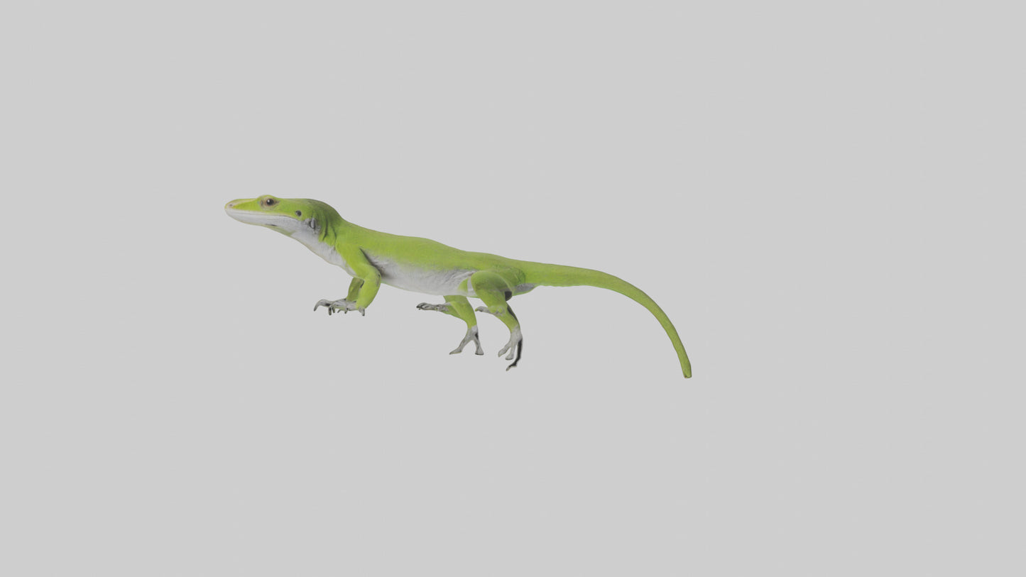 Carolina Anole climbing model VR / AR / low-poly