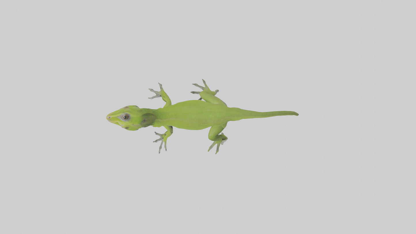 Carolina Anole climbing model VR / AR / low-poly