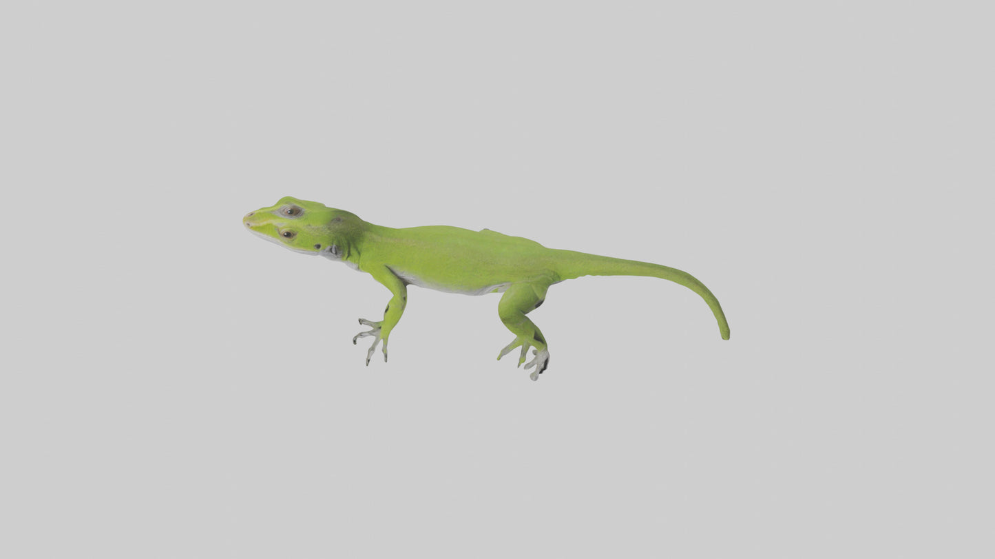 Carolina Anole climbing model VR / AR / low-poly