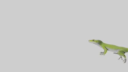 Carolina Anole climbing model VR / AR / low-poly