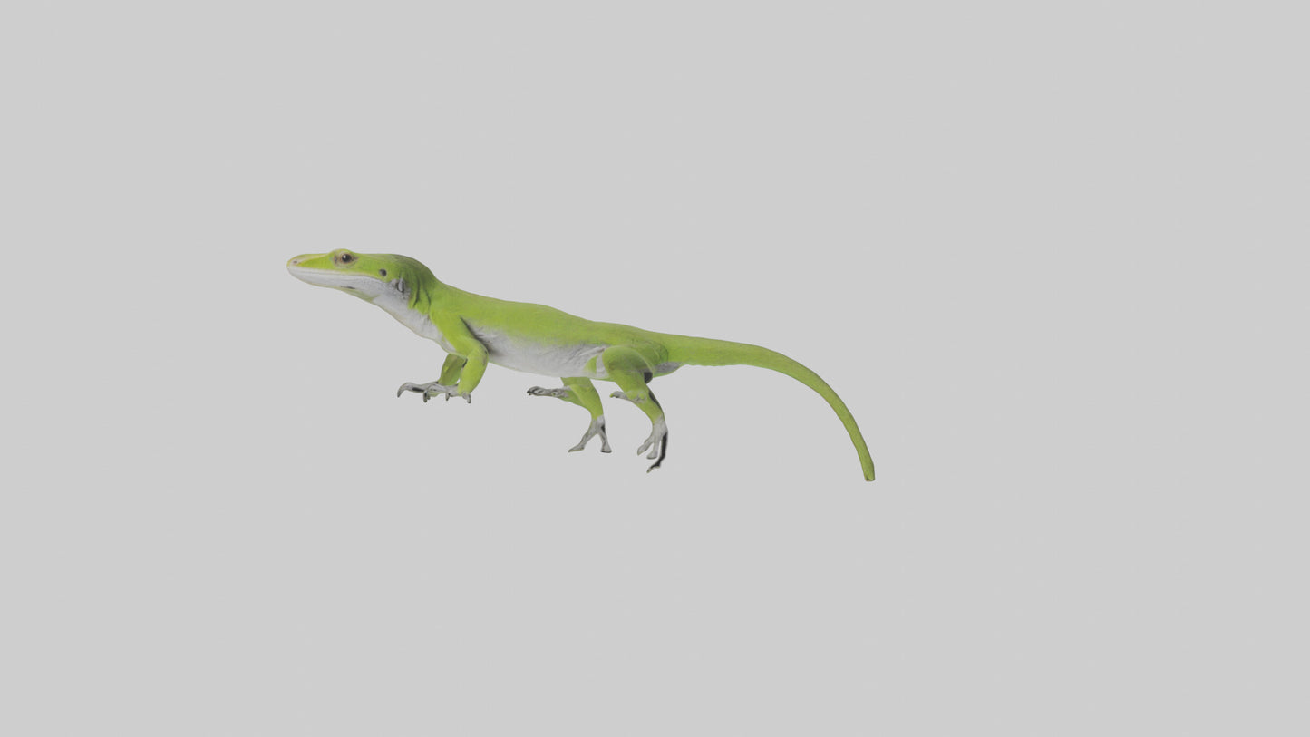 Carolina Anole climbing model VR / AR / low-poly