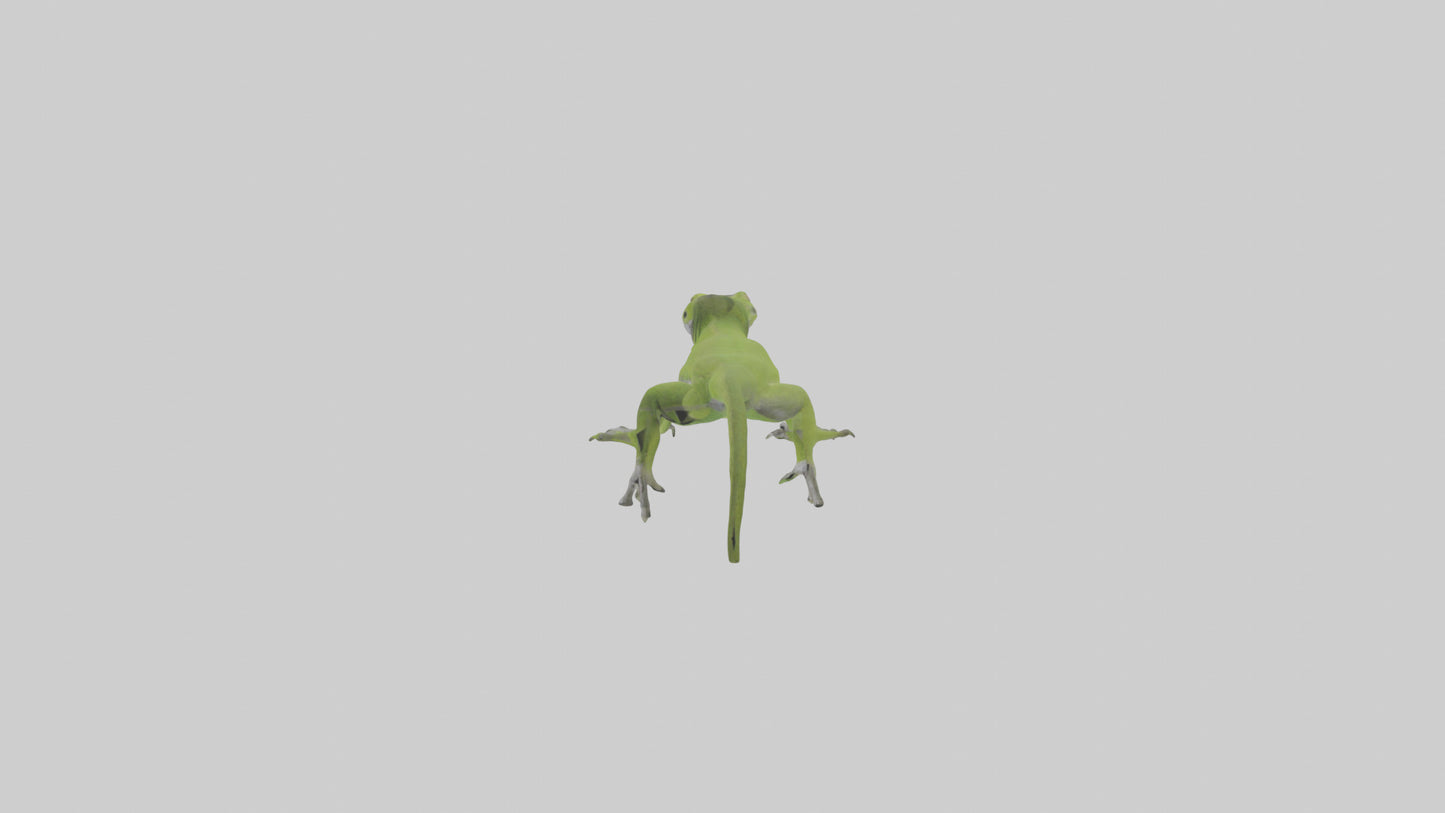 Carolina Anole climbing model VR / AR / low-poly