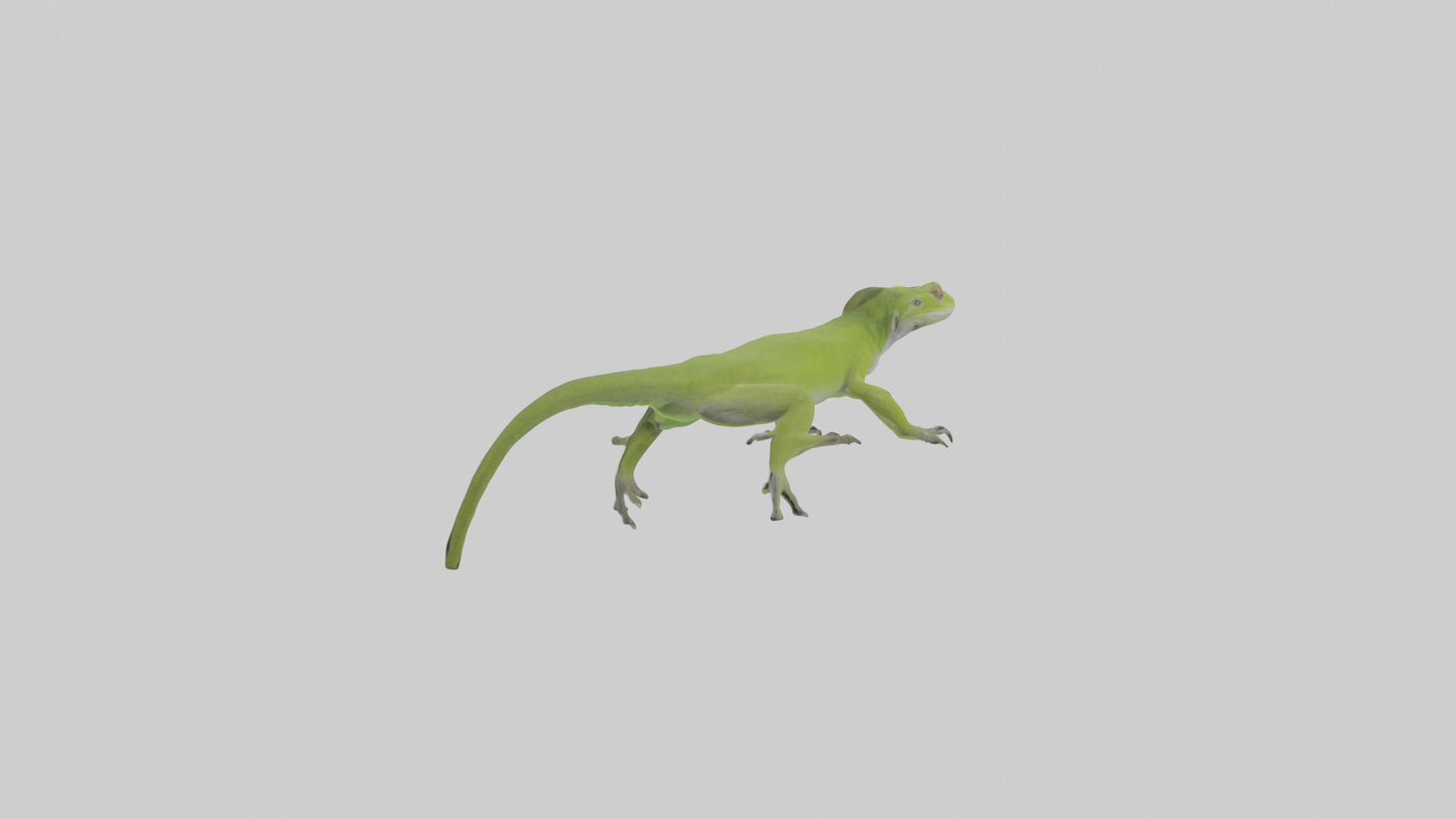 Carolina Anole climbing model VR / AR / low-poly