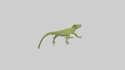 Carolina Anole climbing model VR / AR / low-poly
