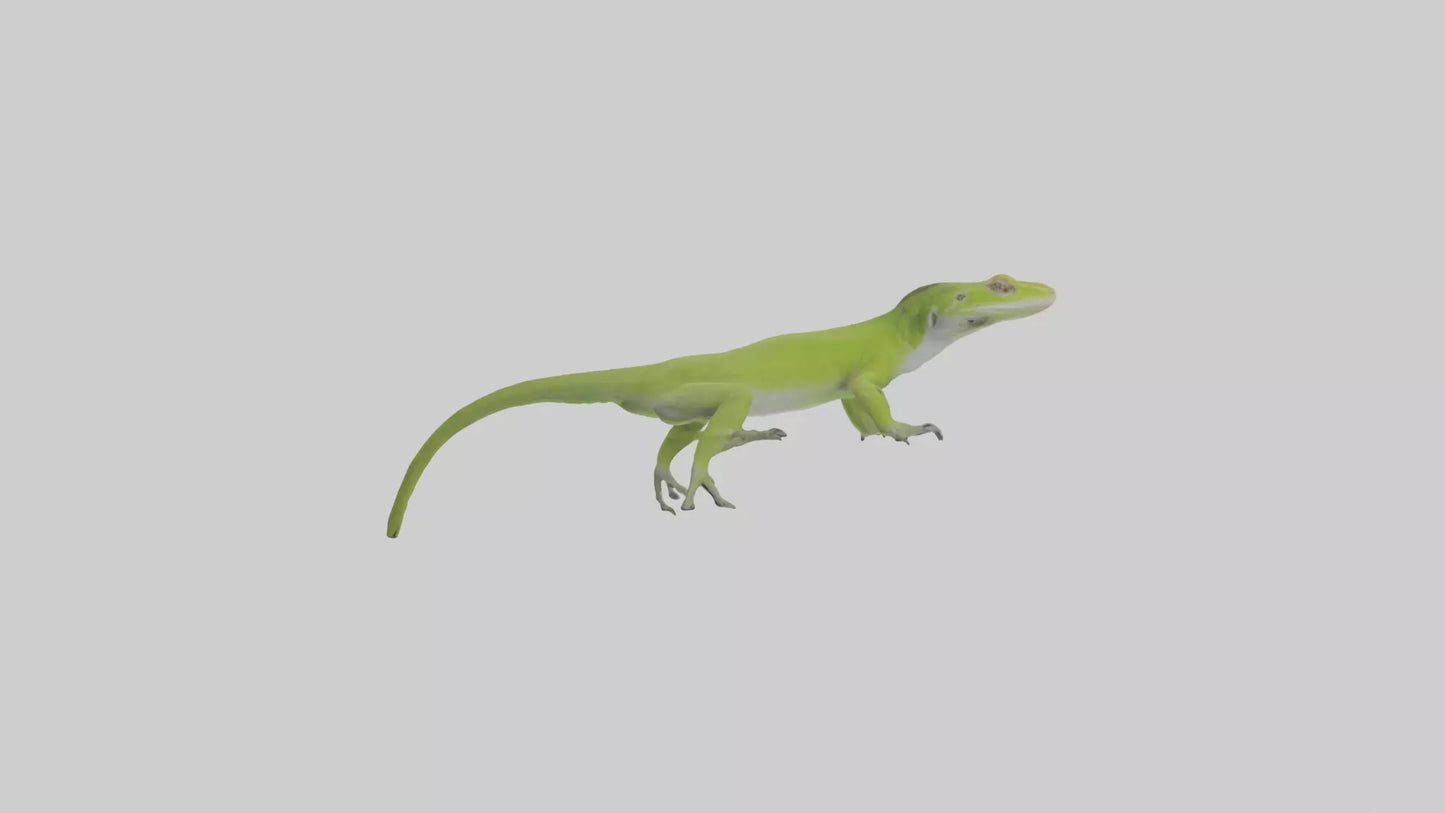 Carolina Anole climbing model VR / AR / low-poly