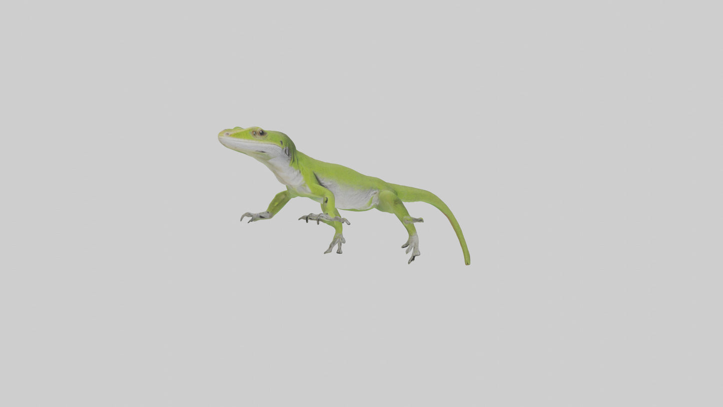Carolina Anole climbing model VR / AR / low-poly