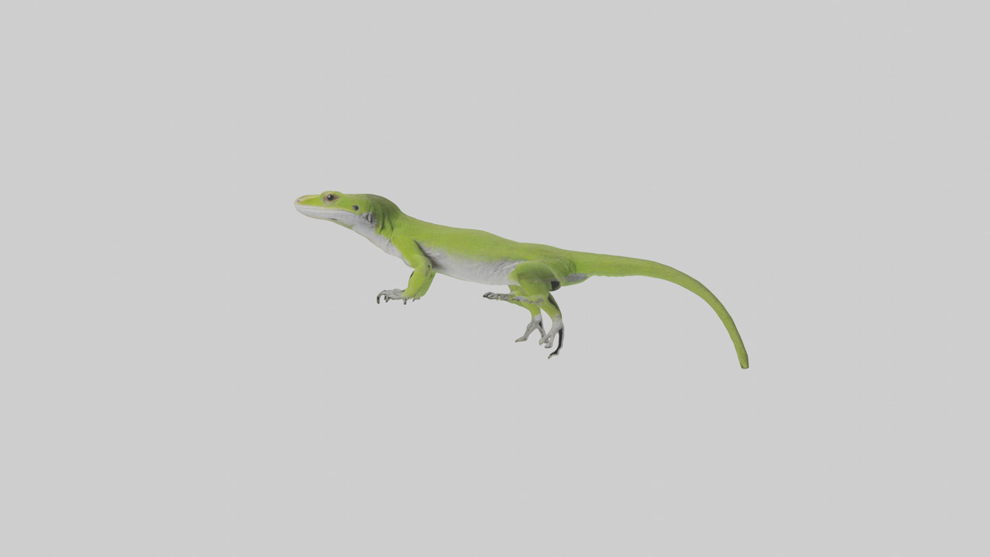 Carolina Anole climbing model VR / AR / low-poly