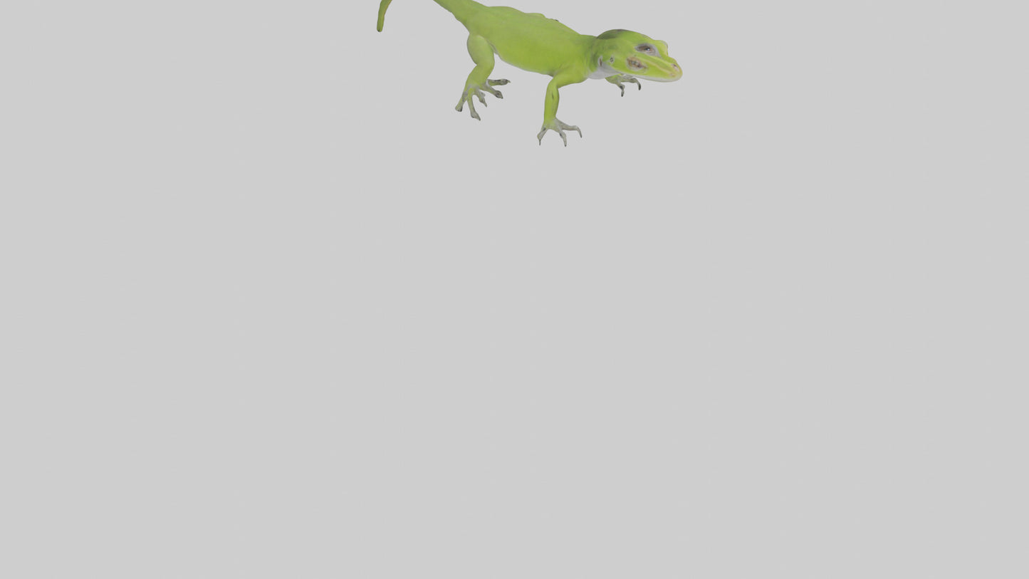 Carolina Anole climbing model VR / AR / low-poly