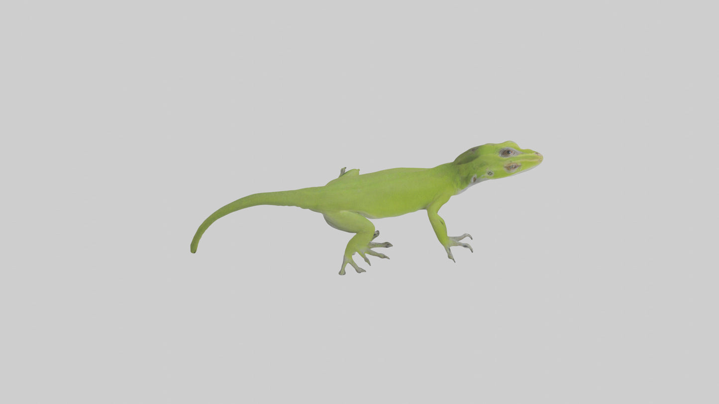 Carolina Anole climbing model VR / AR / low-poly