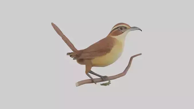 Carolina Wren perched model VR / AR / low-poly