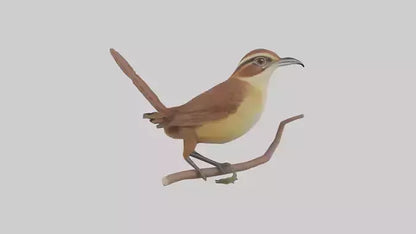 Carolina Wren perched model VR / AR / low-poly
