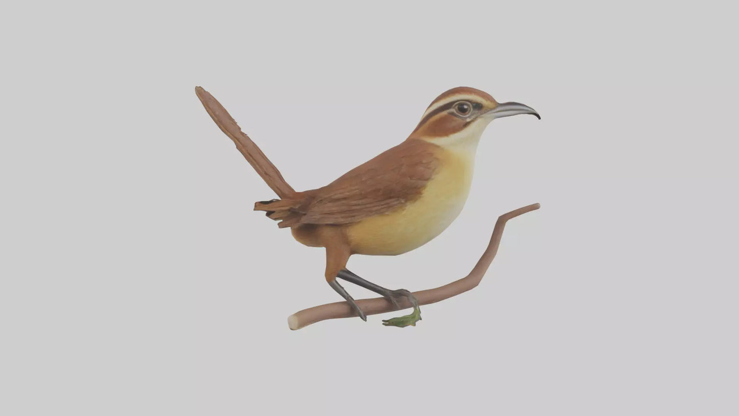 Carolina Wren perched model VR / AR / low-poly