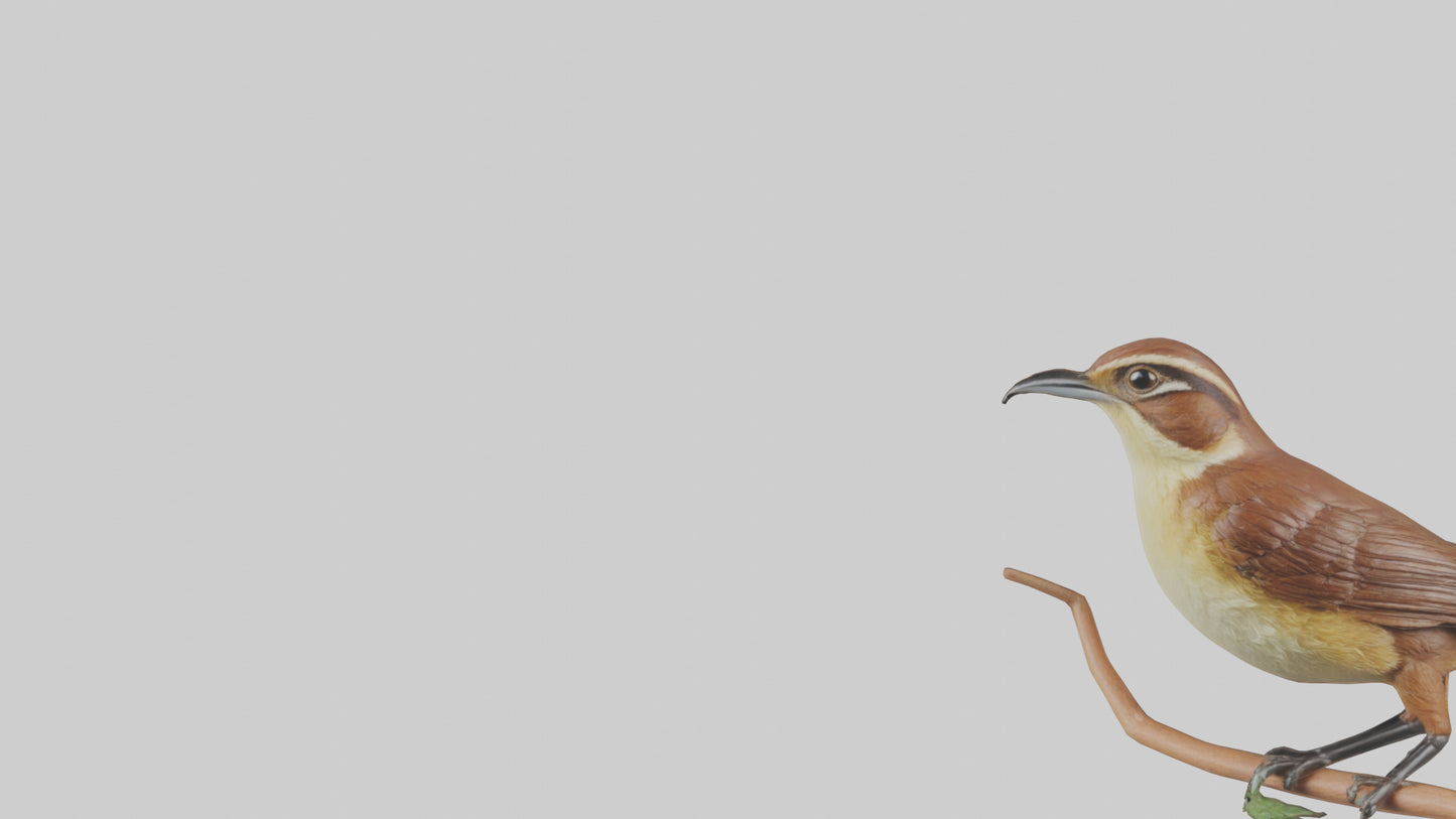 Carolina Wren perched model VR / AR / low-poly