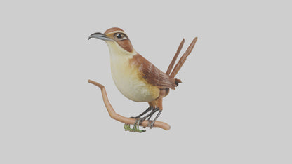 Carolina Wren perched model VR / AR / low-poly