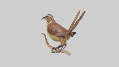 Carolina Wren perched model VR / AR / low-poly