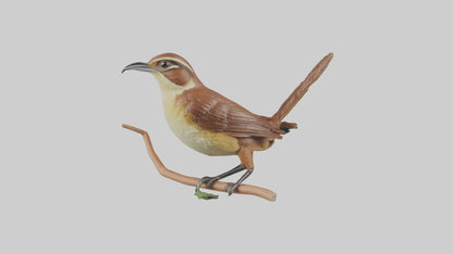 Carolina Wren perched model VR / AR / low-poly