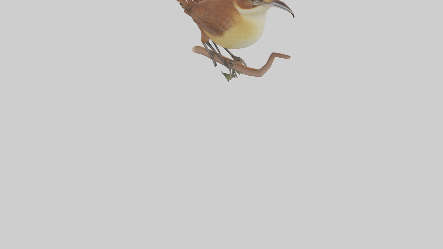 Carolina Wren perched model VR / AR / low-poly