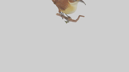 Carolina Wren perched model VR / AR / low-poly
