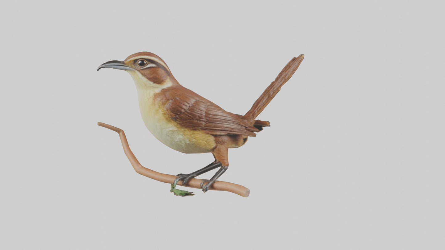 Carolina Wren perched model VR / AR / low-poly