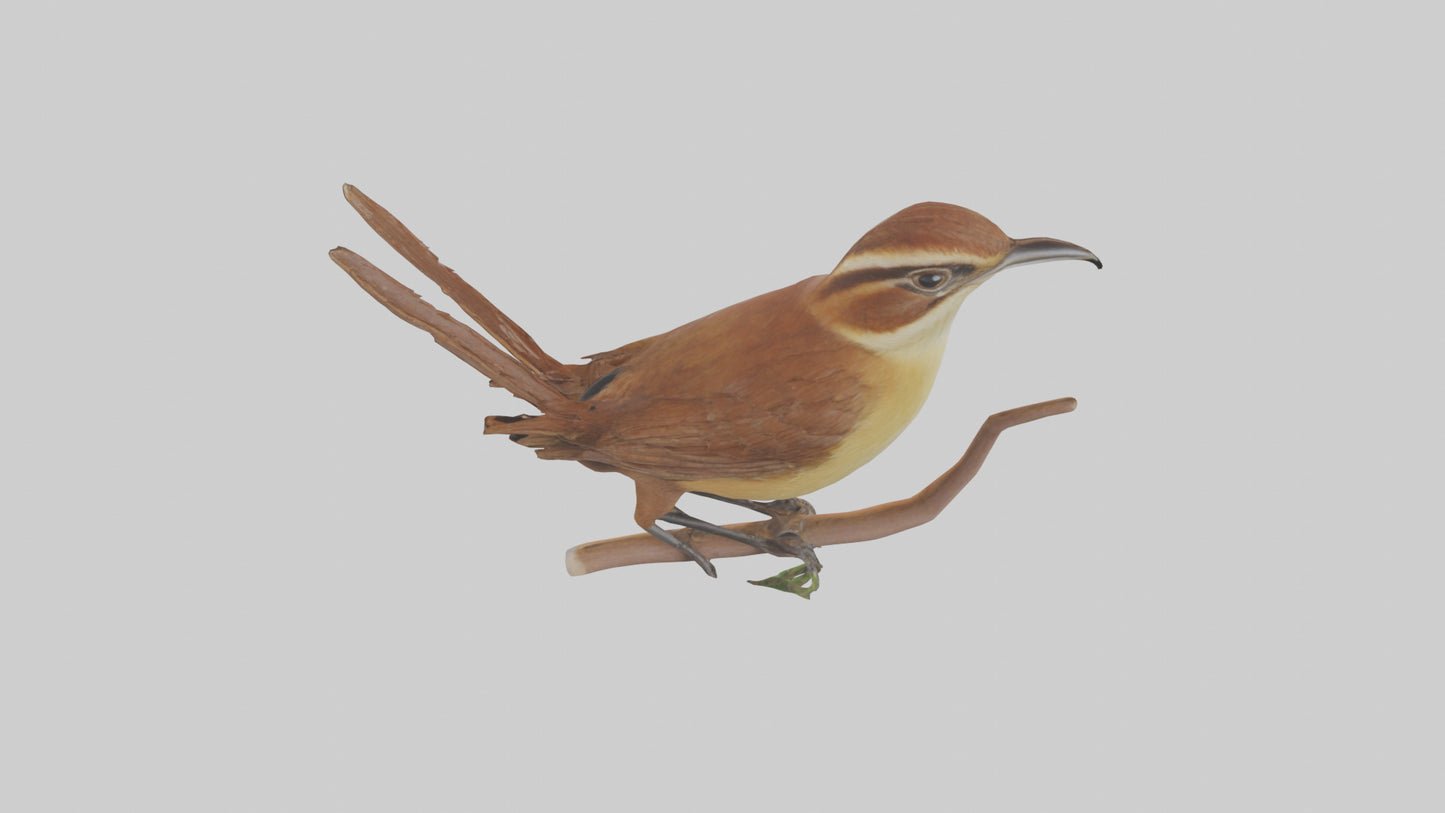 Carolina Wren perched model VR / AR / low-poly