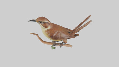 Carolina Wren perched model VR / AR / low-poly