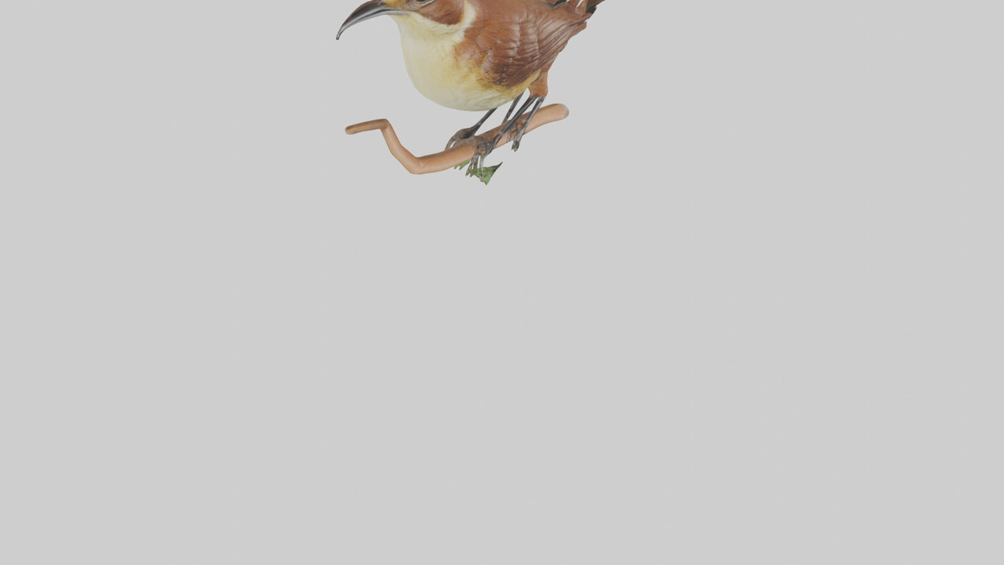 Carolina Wren perched model VR / AR / low-poly