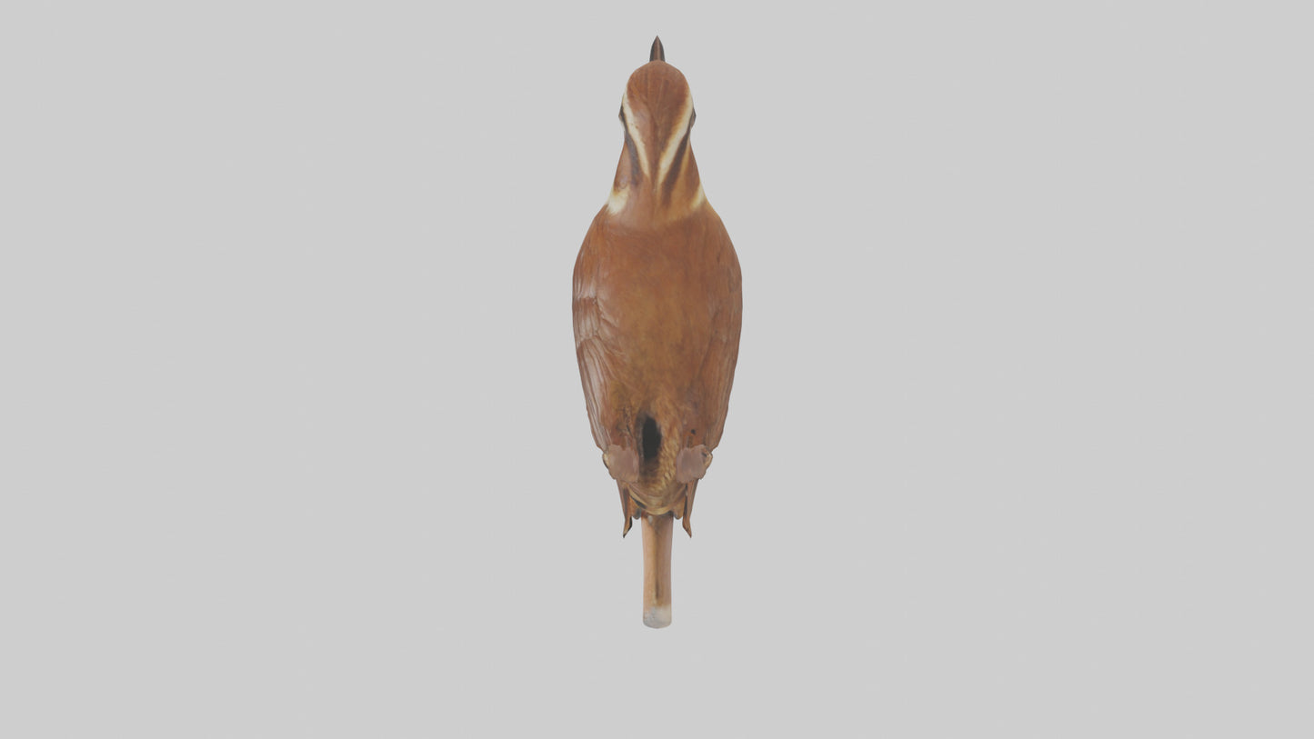 Carolina Wren perched model VR / AR / low-poly