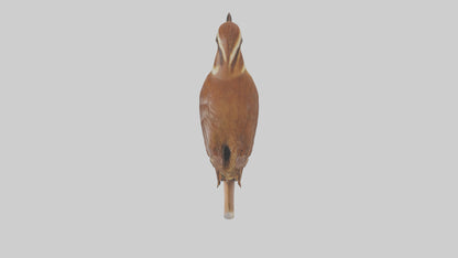 Carolina Wren perched model VR / AR / low-poly