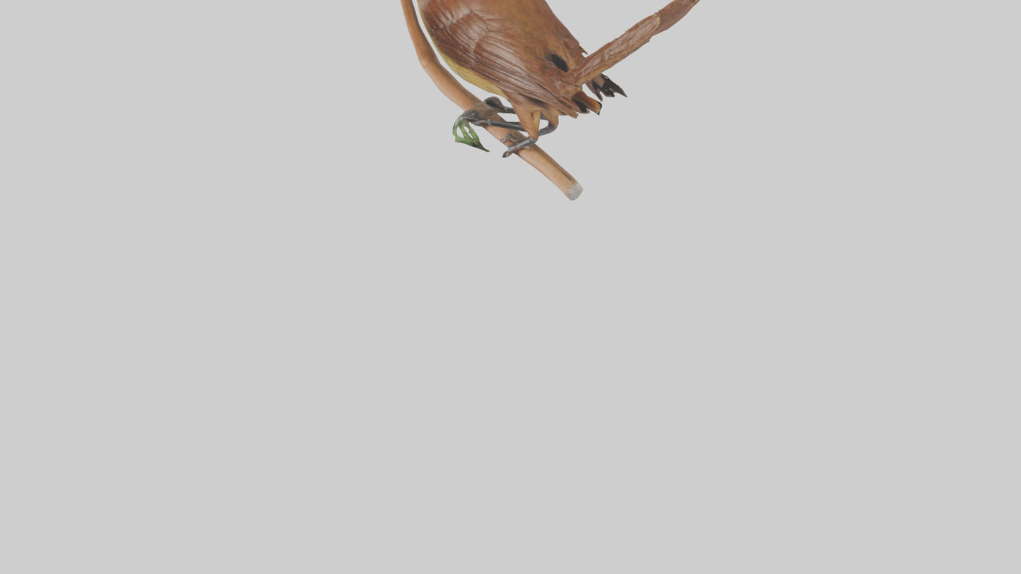 Carolina Wren perched model VR / AR / low-poly