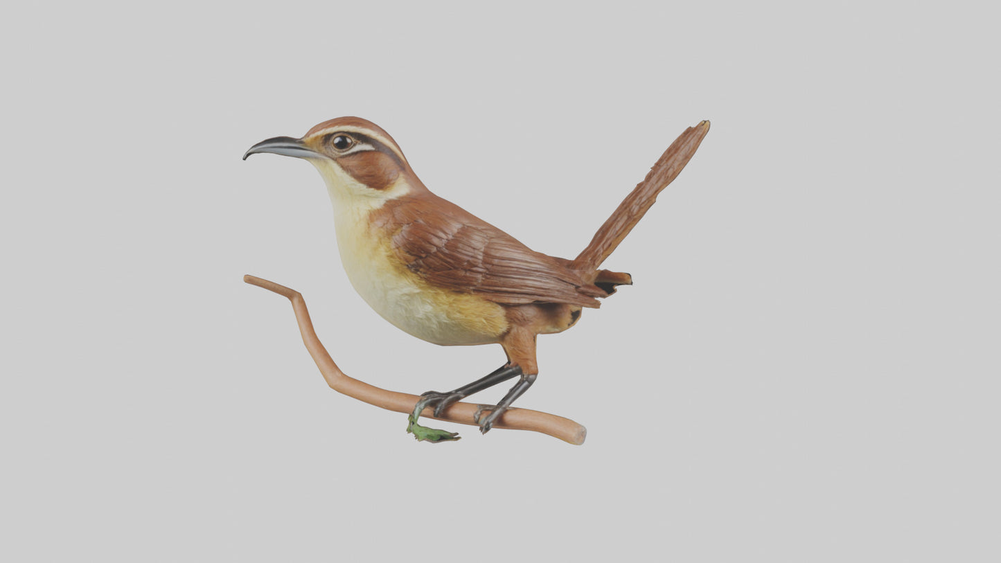 Carolina Wren perched model VR / AR / low-poly
