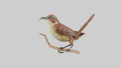 Carolina Wren perched model VR / AR / low-poly
