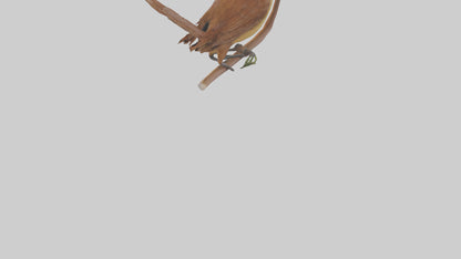 Carolina Wren perched model VR / AR / low-poly
