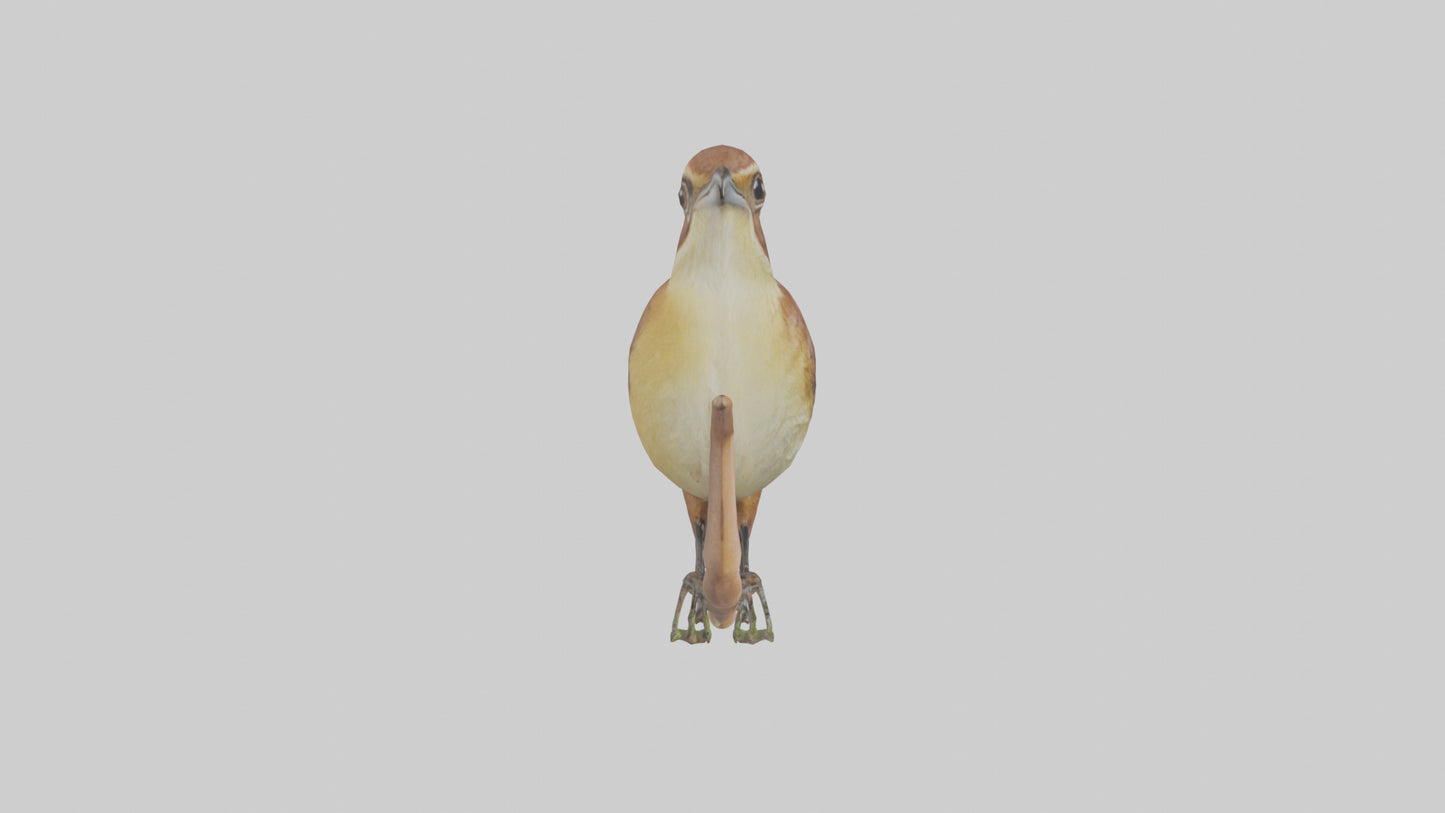 Carolina Wren perched model VR / AR / low-poly