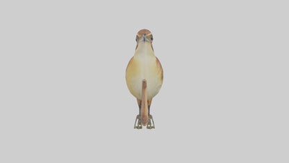 Carolina Wren perched model VR / AR / low-poly