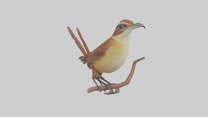 Carolina Wren perched model VR / AR / low-poly