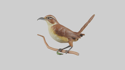 Carolina Wren perched model VR / AR / low-poly