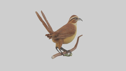 Carolina Wren perched model VR / AR / low-poly