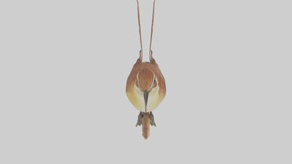 Carolina Wren perched model VR / AR / low-poly