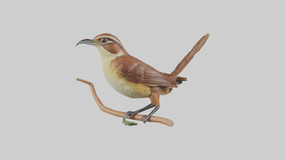 Carolina Wren perched model VR / AR / low-poly