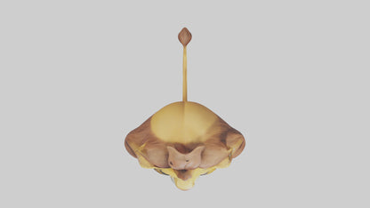 Cartoon Lion model 3D model