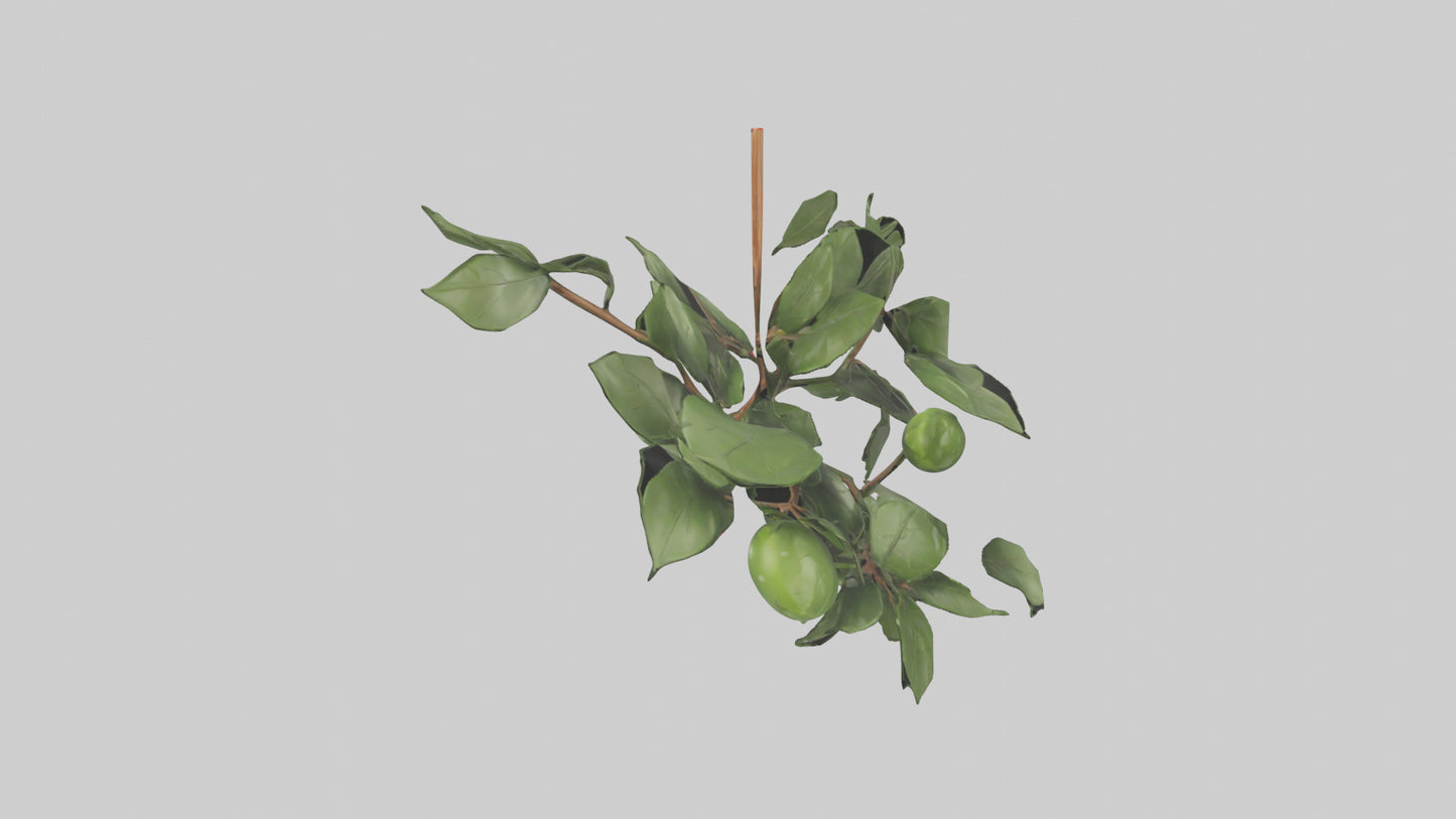 Cartoon Mistletoe model 3D model